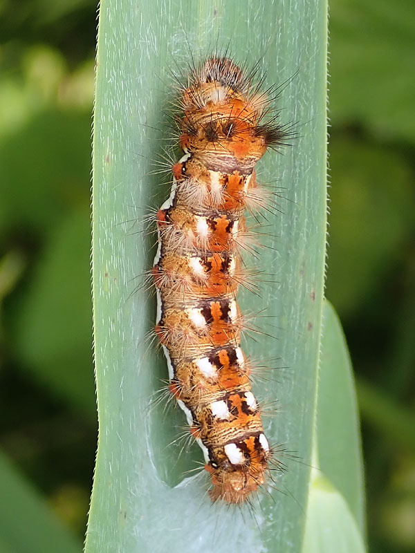 larva da identificare:  Acronicta (Viminia) rumicis - Noctuidae